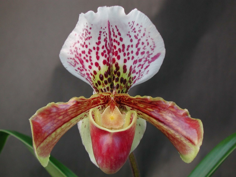entretien orchidée une orchidée de type paphiopedilum en couleurs différentes