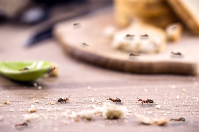 faire fuir les fourmis nourriture ménage propriété répulsif naturel contre insectes zeste citron