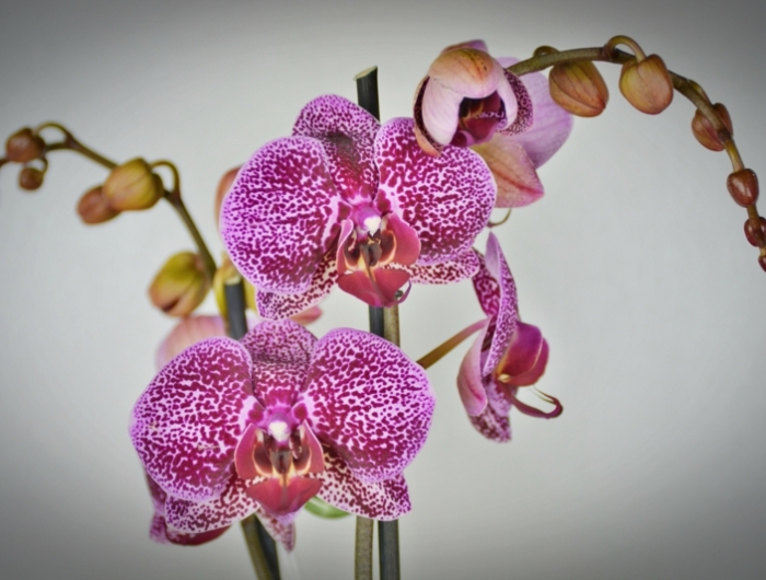 floraison orchidée une orchidée qui a de grandes fleurs roses