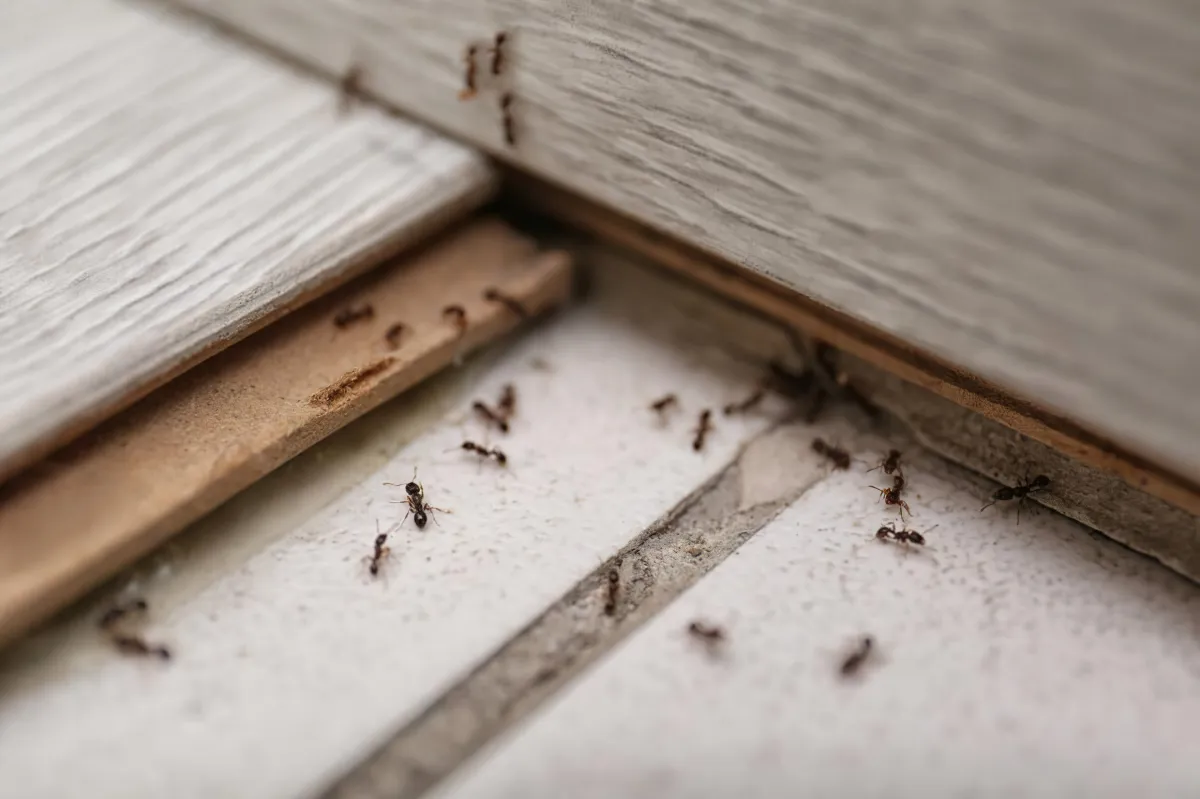 fourmis a la maison que faire pour les faire fuir