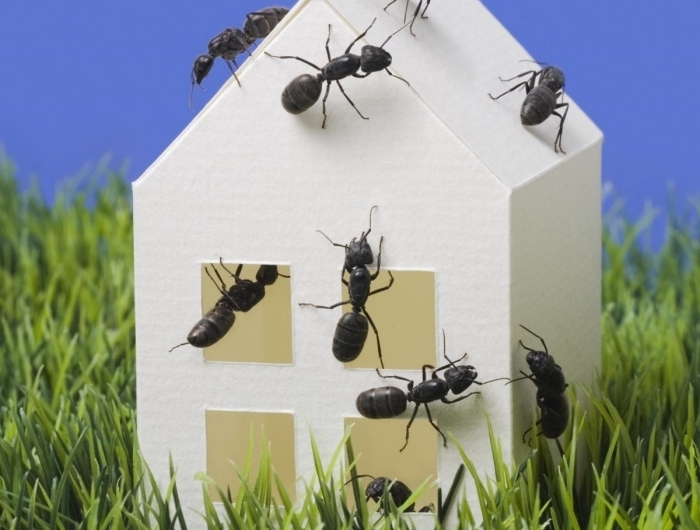 fourmis dans la maison méthodes pour faire fuire les fourmis dans intérieur produits répulsifs