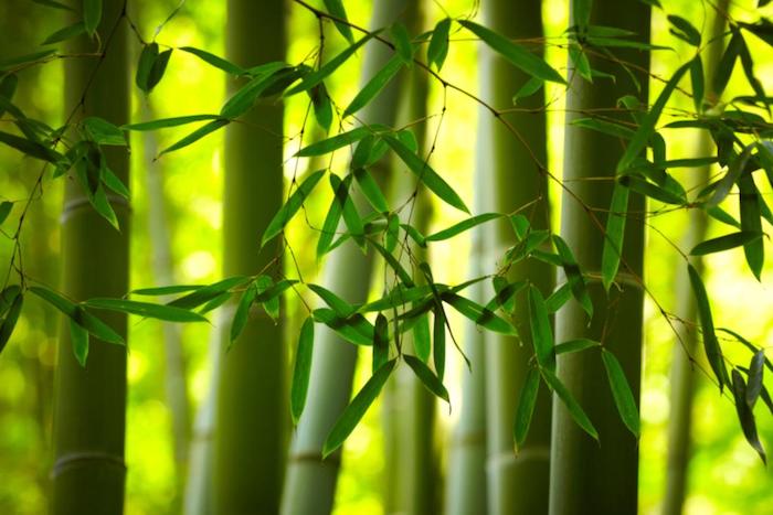 haie de bambou brise vue écran de verdure zen et rafraichissant