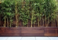 Conseils et astuces comment entretenir et soigner un bambou en jardinière