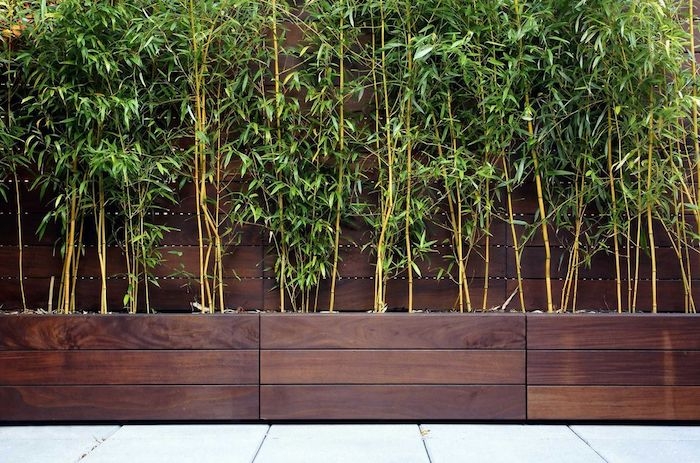 haie de bambou en bac en bois foncé contraste avec la verdure
