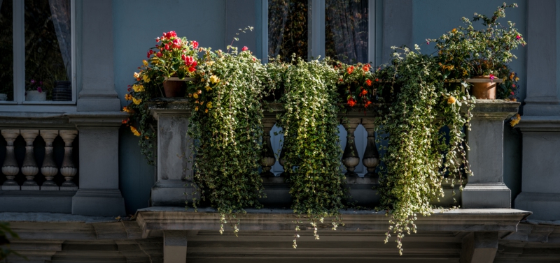 idee brise vue vegetal un jasmin étoillé grimpant sur la terrasse