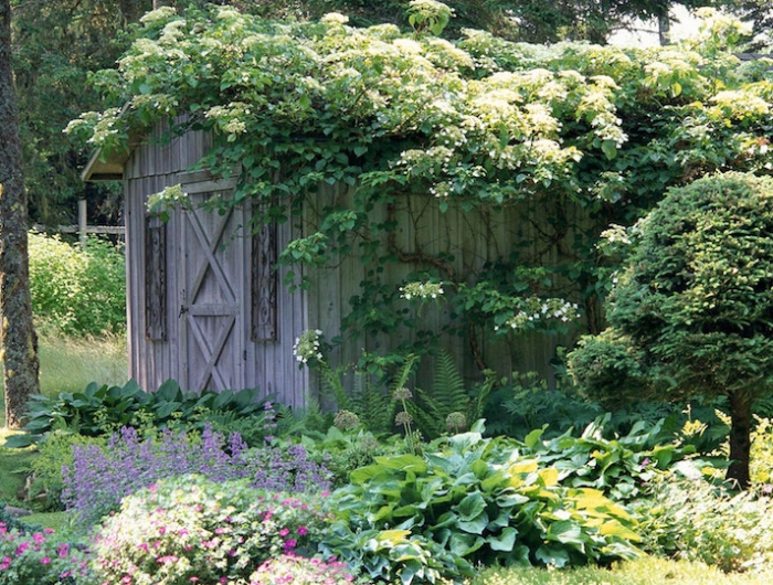 idee deco mur exterieur jardin avec des plante hortensia grimpante à fleurs blanches