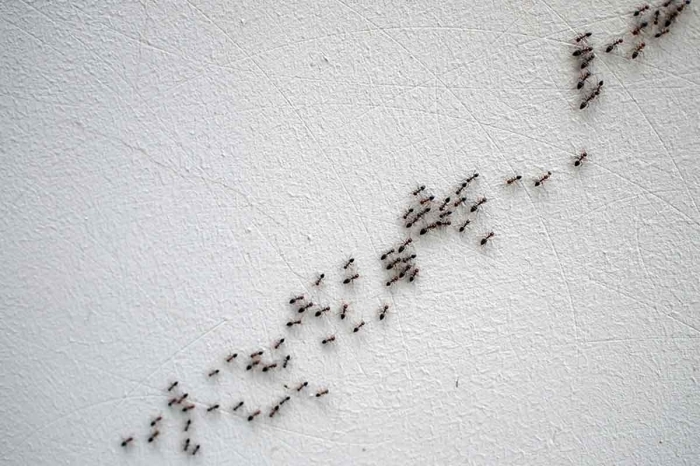 invasion de fourmis maison mur intérieur été intrusion insectes nourriture rèmedes efficaces