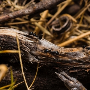 Comment se débarrasser des fourmis - 9 méthodes efficaces et naturelles