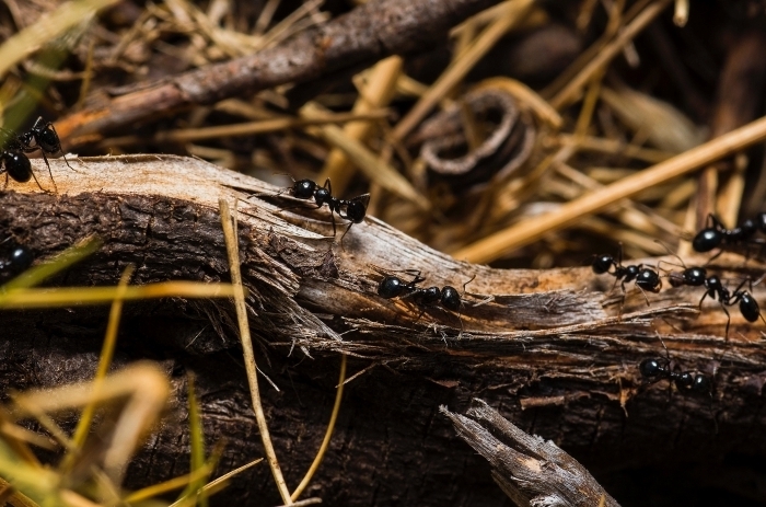 invasion insectes extérieur comment tuer les fourmis dans le jardin méthode efficaces dégâts bois fourmis
