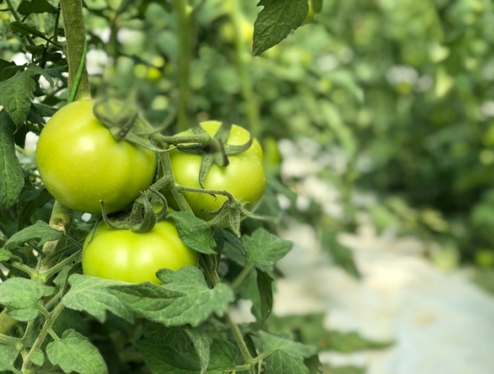 jardinage conseils recolte tomates variété verte confiture de tomates vertes à l ancienne