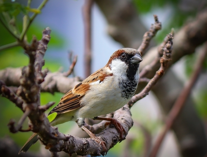 jardinage oiseaux arbres lutter contre les pucerons conseils et méthodes efficaces
