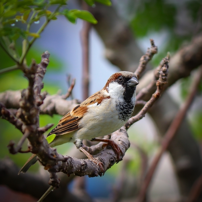 jardinage oiseaux arbres lutter contre les pucerons conseils et méthodes efficaces