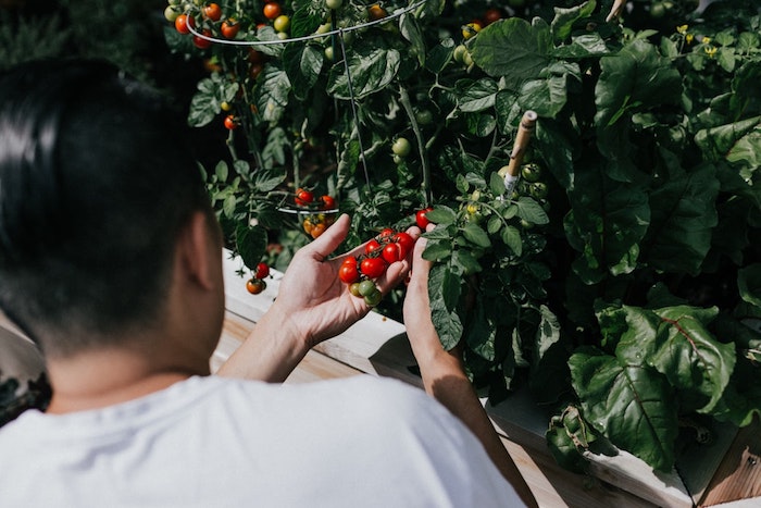 jardinage partagé sans entreprise jardinage ceuillir des tomantes cerises dans potager