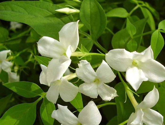 jasmin persistant jasmin officinal avec des fleurs blanches et des feuilles vertes