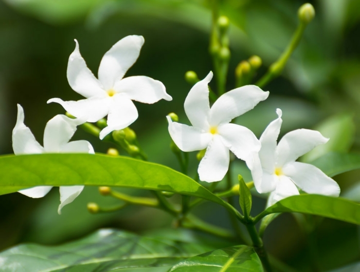 jasmin étoilé grimpant les feuilles vertes et les fleurs blanches du jasmin