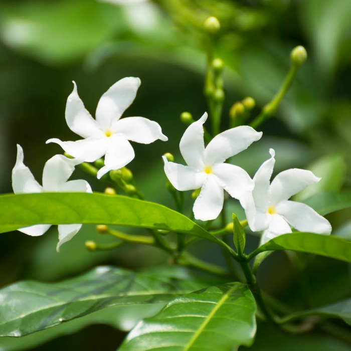 jasmin étoilé grimpant les feuilles vertes et les fleurs blanches du jasmin