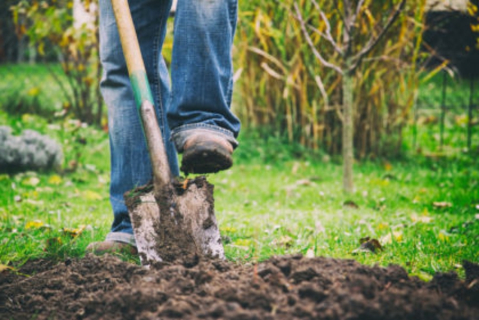 digging in a garden with a spade