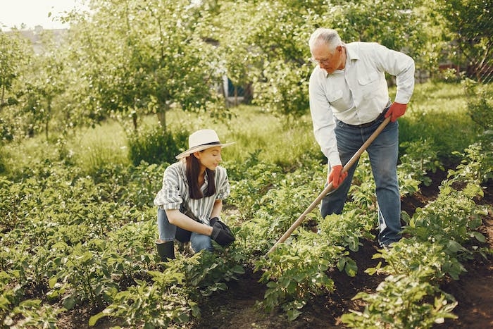 le jardinage partagé potager de légumes se faire aider pour cultiver la terre