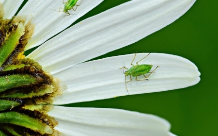 les meilleurs remèdes maison méthodes naturelles petits insectes conseils utiles pour jardin