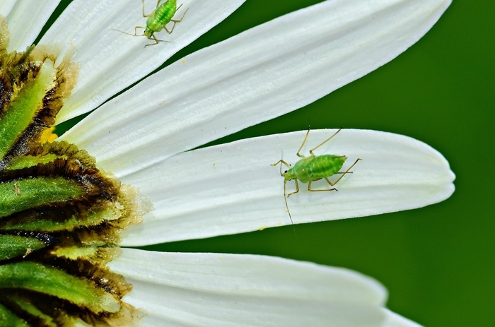 les meilleurs remèdes maison méthodes naturelles petits insectes conseils utiles pour jardin