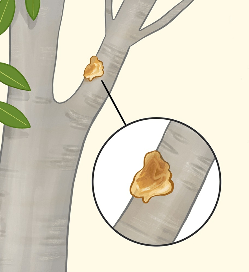 maladie citronnier la gommose sur la branche d un citronnier
