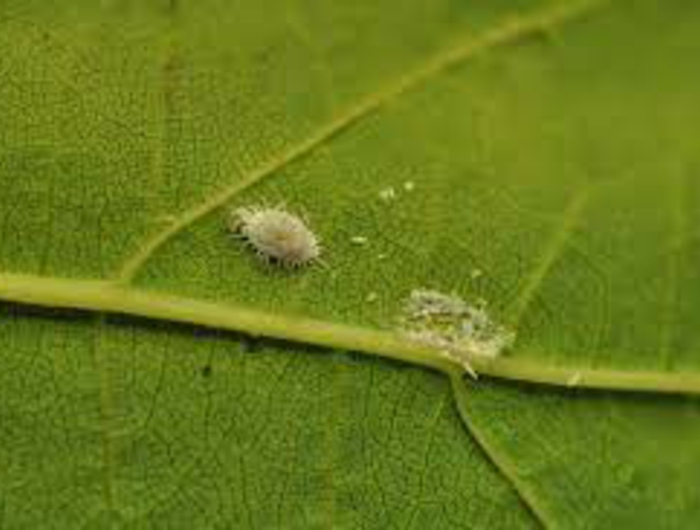 maladie citronnier une cochenille sur la feuille