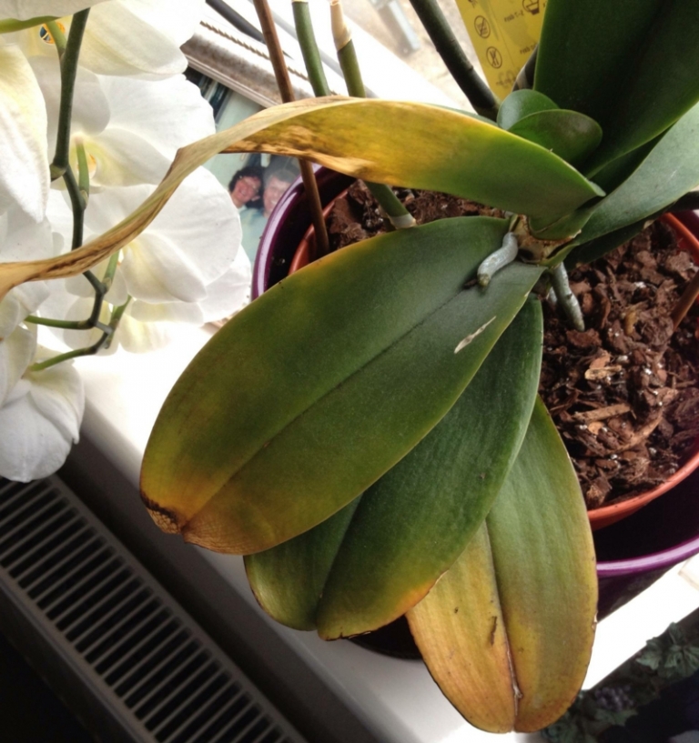 Comment entretenir une orchidée pour qu