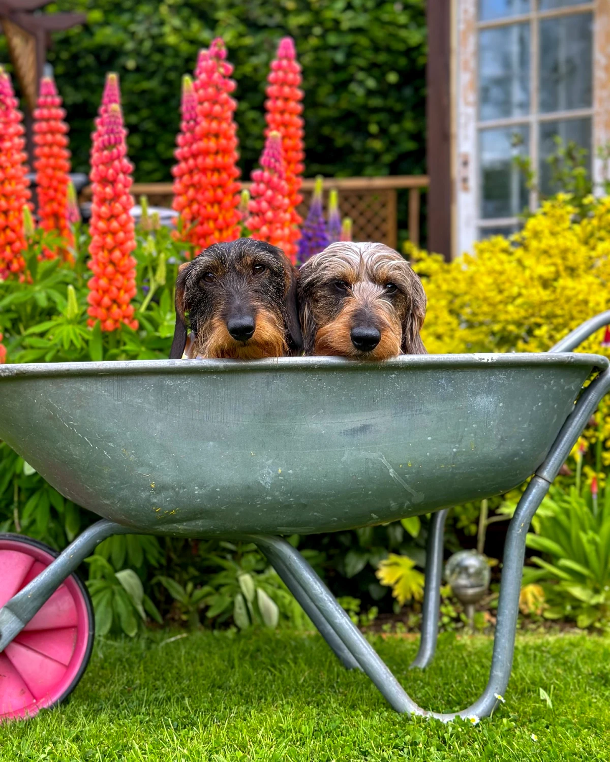 meubles deco pour le jardin deux chiens