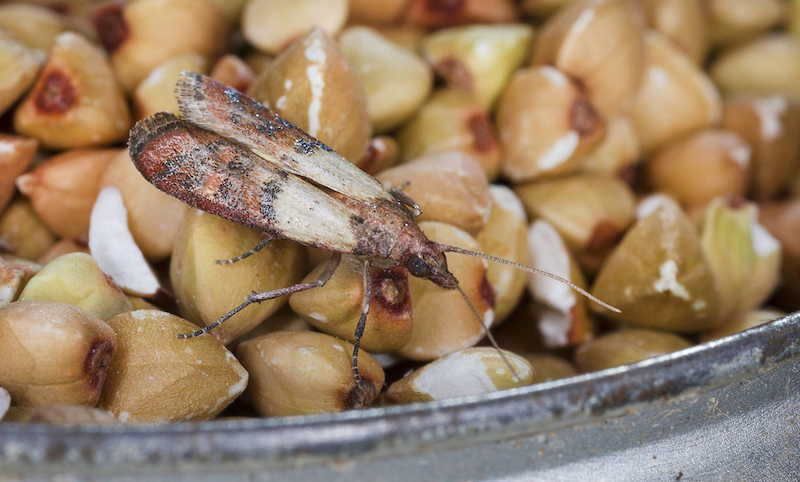 Traitement anti mite alimentaire et vêtements