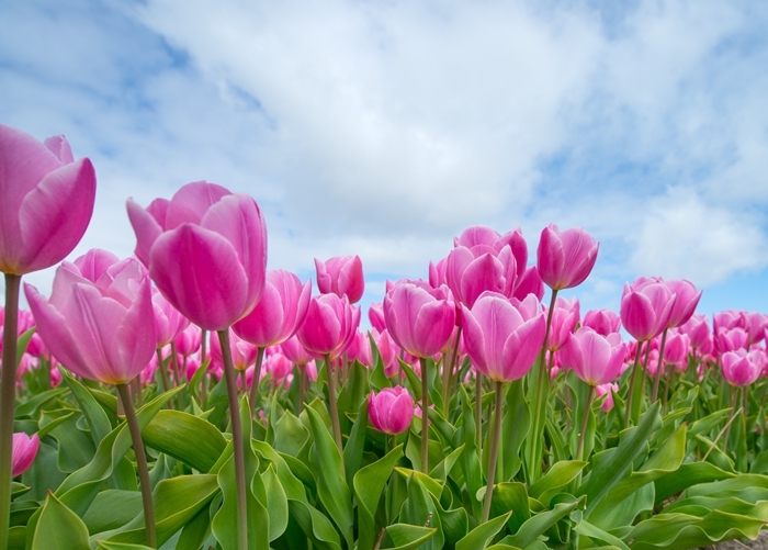 moyens efficaces remèdes maison conseils jardinage rose tulipe comment lutter contre les pucerons