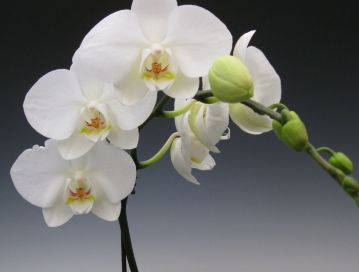 orchidée phalaenopsis une orchidiée qui a fleuri en blanc