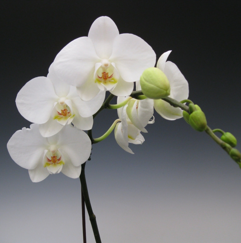 orchidée phalaenopsis une orchidiée qui a fleuri en blanc