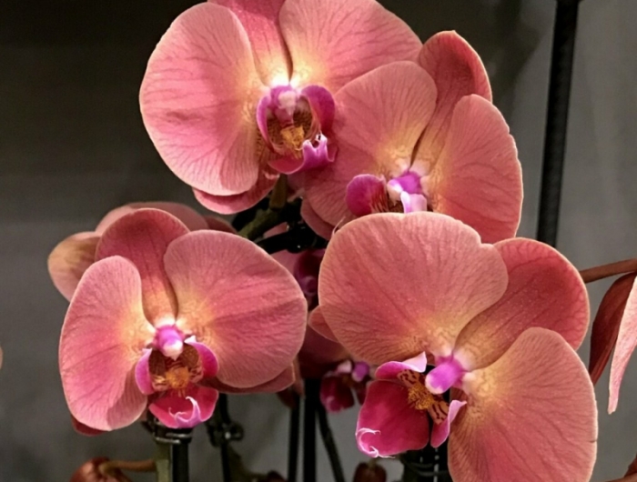 orchidée phalaenopsis une orchidiée qui a fleuri en corail