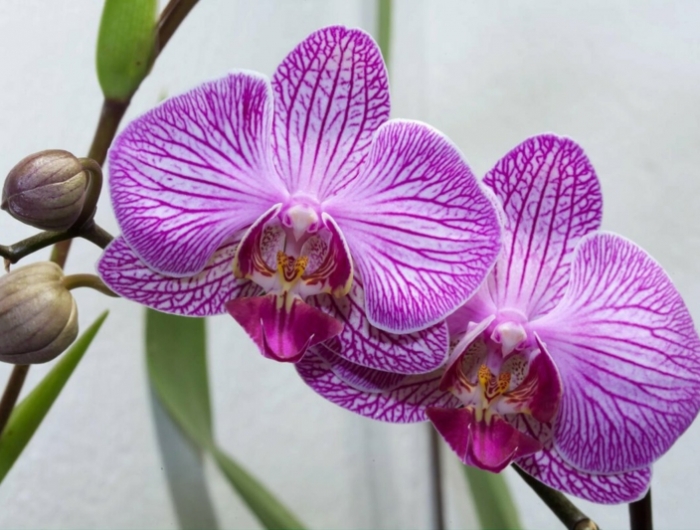 orchidée phalaenopsis une orchidiée qui a fleuri en rose