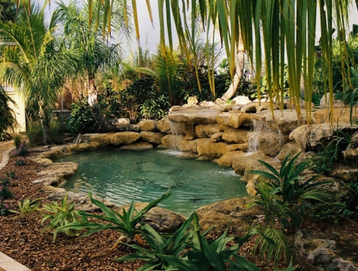 palmier autour piscine palmes exotiques autour de la piscine