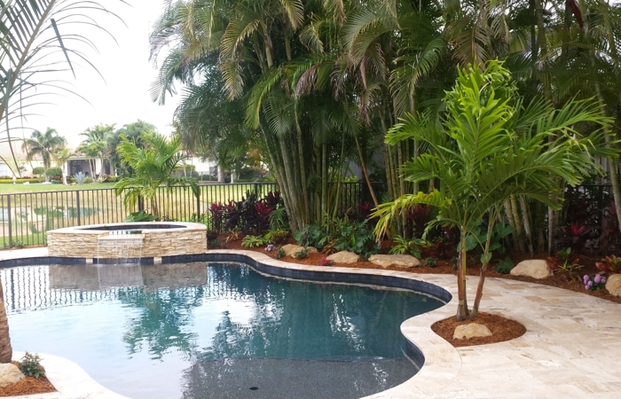 palmier autour piscine un palmier près de la piscine