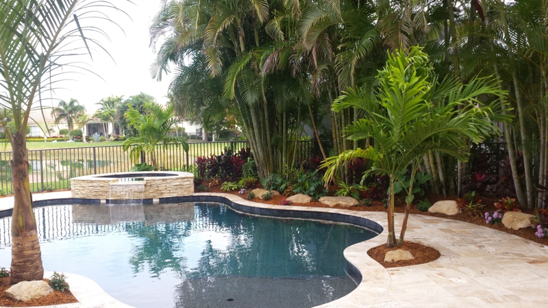 palmier autour piscine un palmier près de la piscine