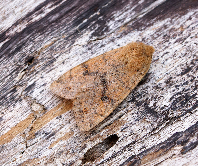 papillon de nuit dans la maison que faire