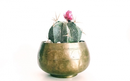 photo d un cactus fleuri fleur rose pot d ore