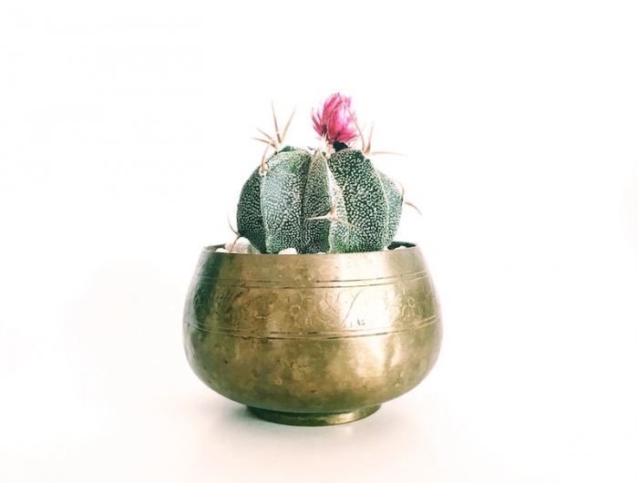 photo d un cactus fleuri fleur rose pot d ore