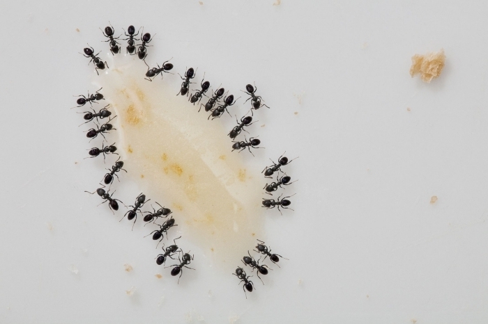 piege a fourmi maison mélange sucre poudre et bicarbonate de soude pour éliminer insectes