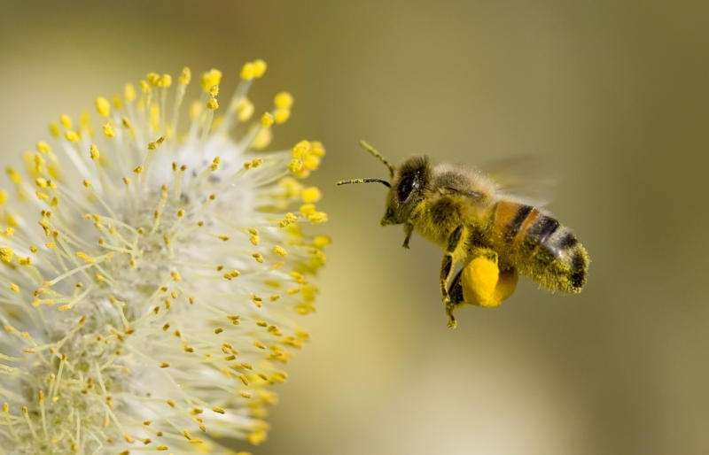 piqure d abeille une abeille qui récolte du pollen