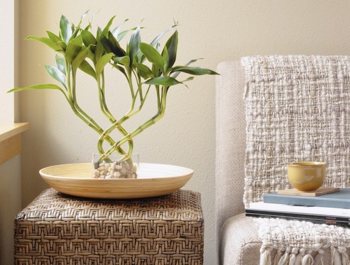 planter bambou en pot plante décorative pour la chambre à poser sur une table