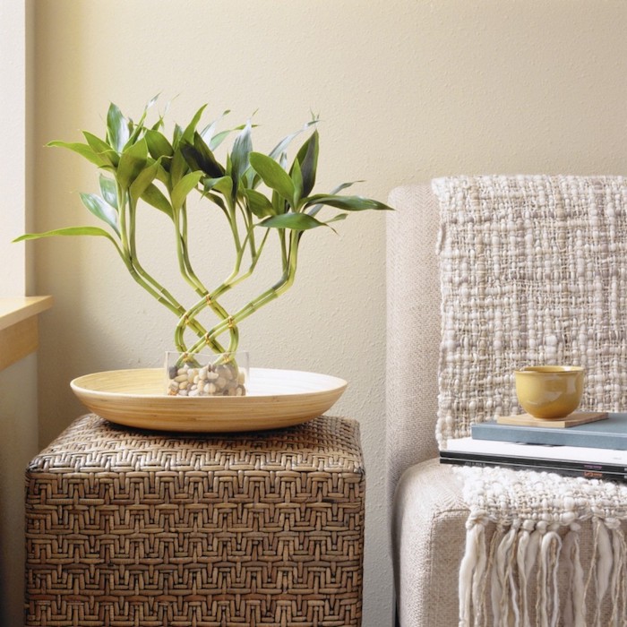 planter bambou en pot plante décorative pour la chambre à poser sur une table