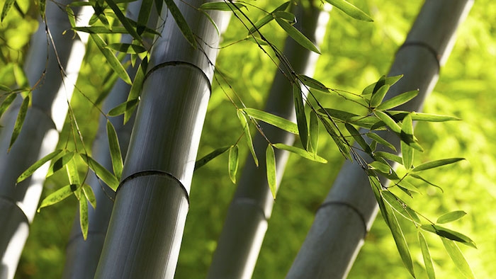 planter des bambous chaume de bambou noir haie de bambou