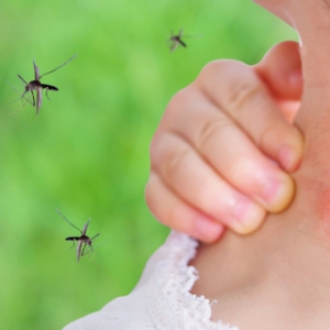 Conseils et astuces comment soigner une piqûre de moustique