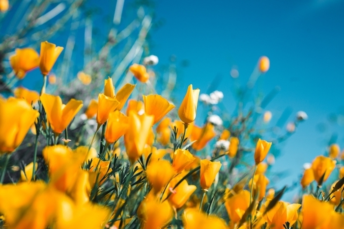pucerons conseils de jardinage loisirs fleurs jaunes parasites solution anti puceron naturelle