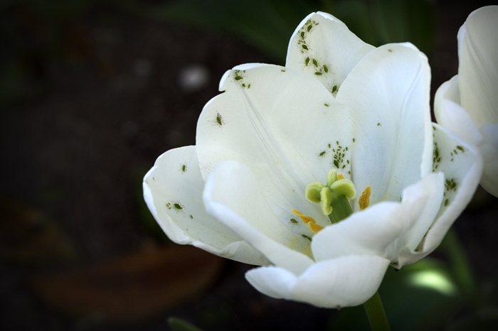 que faire contre les pucerons fleur blanche petits parasites verts remèdes domestiques efficaces