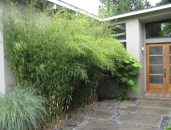 que planter le long d un mur d une maison plante bambou haut