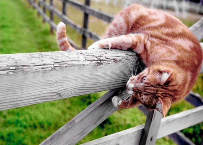 quelle est l odeur que les chats détestent un chat dépasse une clôture